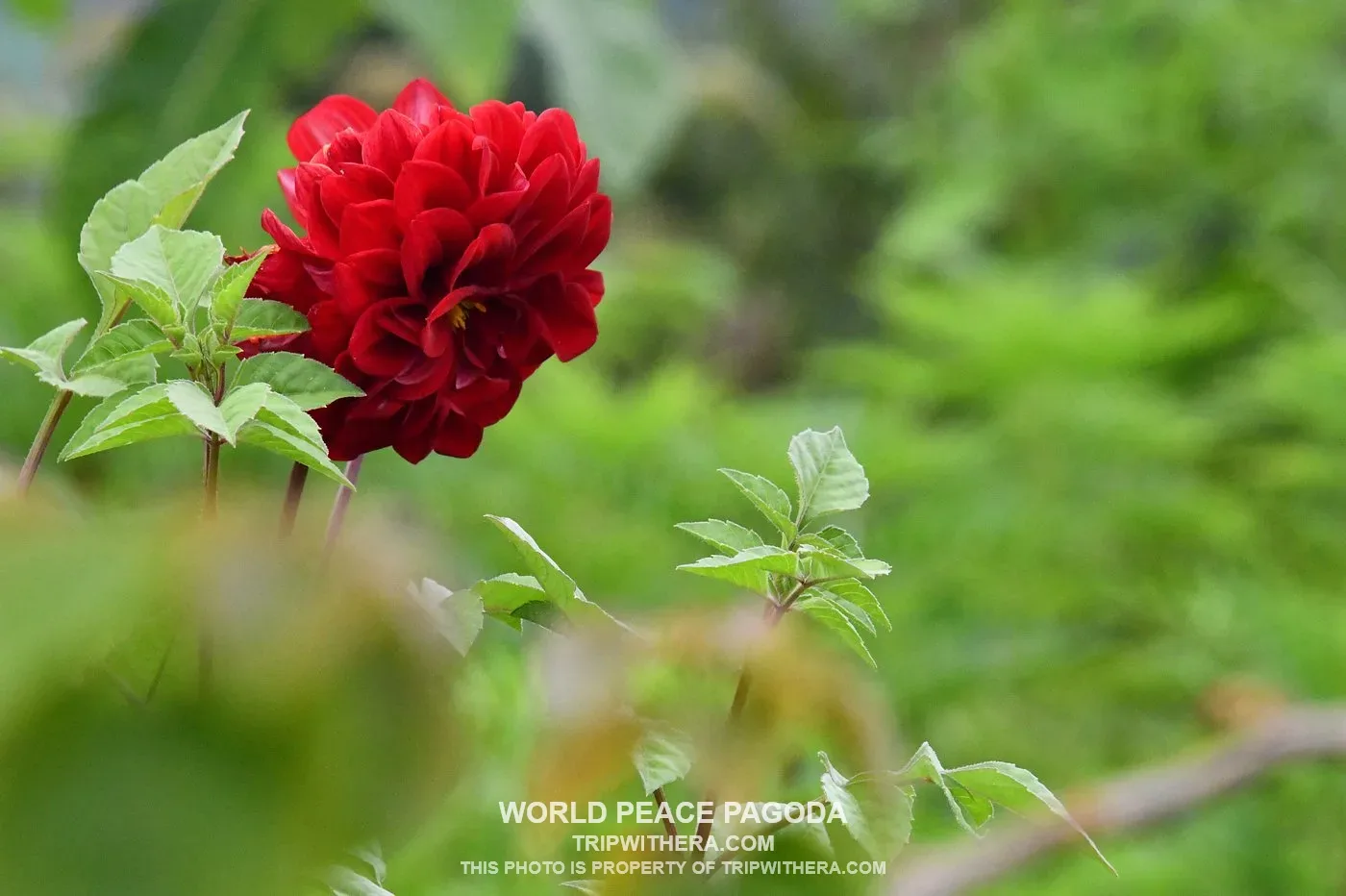 World Peace Pagoda